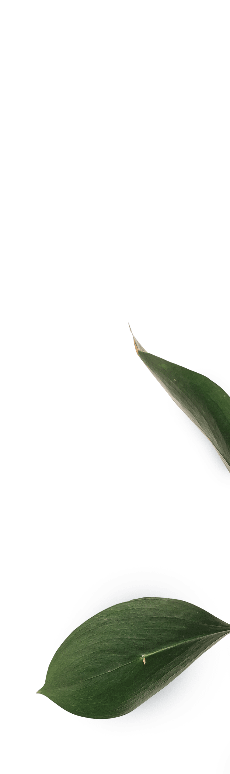 Pflanze