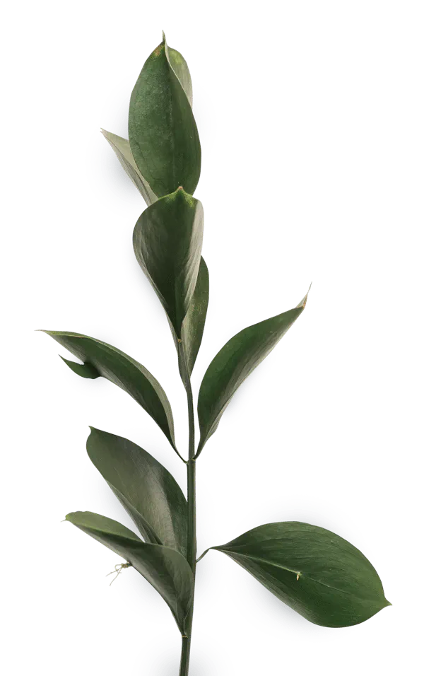 Zimmerpflanze