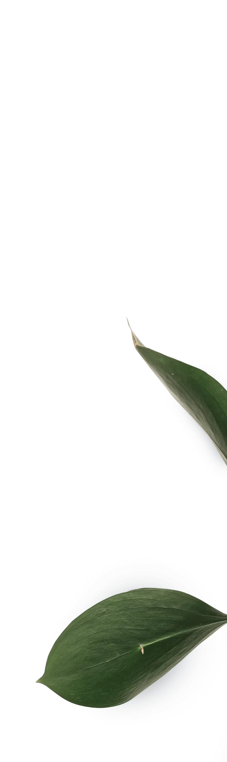 Zimmerpflanze